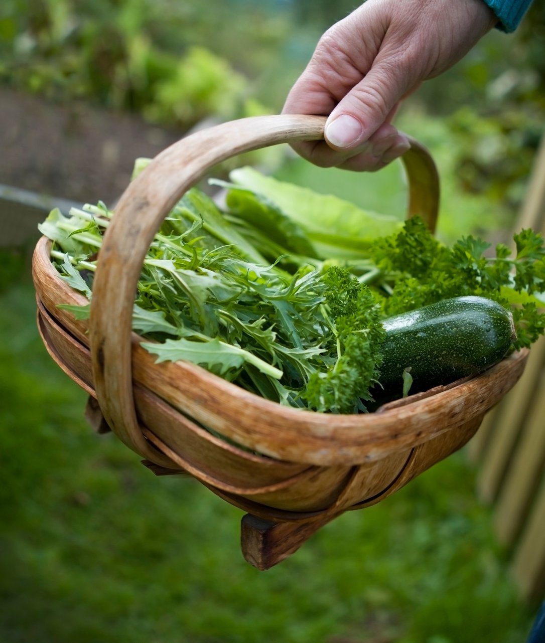 Allotment Vegetable Harvest